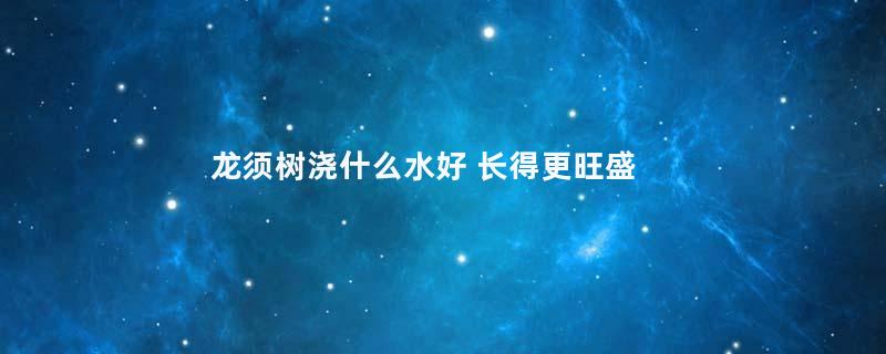 龙须树浇什么水好 长得更旺盛